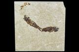 Bargain, Cretaceous Fossil Fish (Armigatus) - Lebanon #110848-1